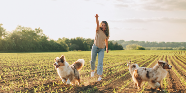 Op vakantie met honden